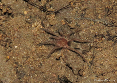 Dolichothele exilis