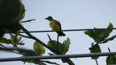 Tyrannus melancholicus