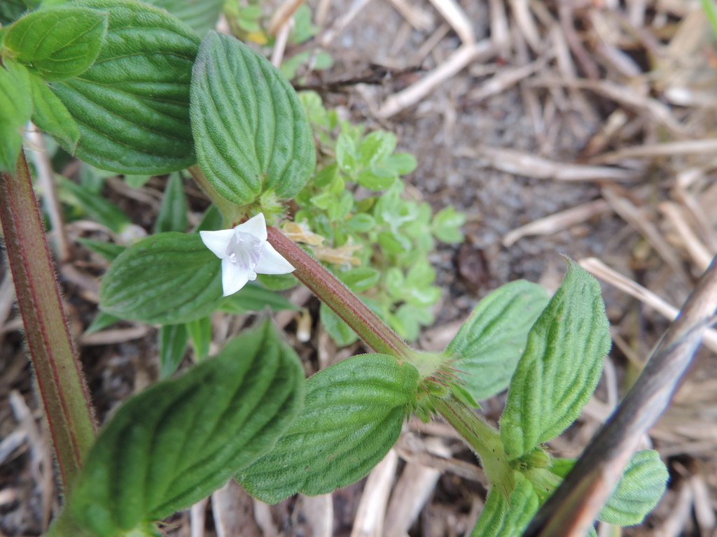 Hexasepalum radulum