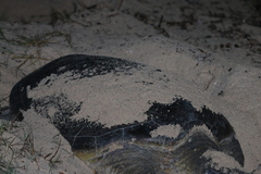 Chelonia mydas