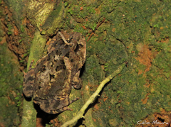 Proceratophrys cristiceps