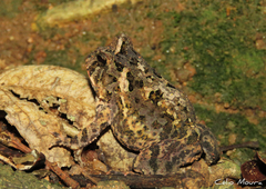 Proceratophrys cristiceps