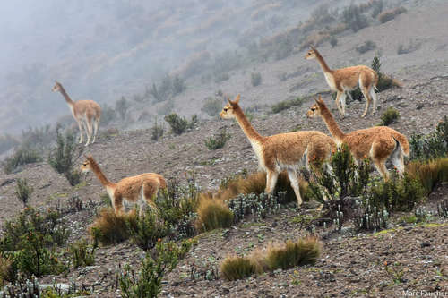 Vicuña, Chimborazo Province, Ecuador, photo 5 of 10