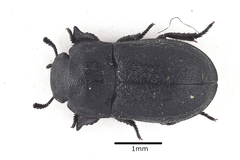 Melanimon tibiale