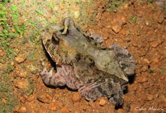 Proceratophrys cristiceps