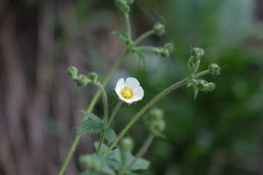 Drymocallis rupestris