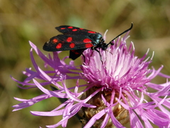 Zygaena dorycnii