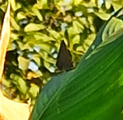 Atlides halesus