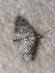 Proternia philocapna