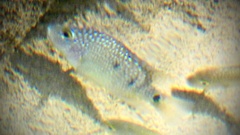 Herichthys carpintis