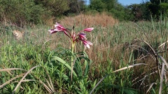 Crinum bulbispermum
