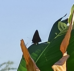 Atlides halesus