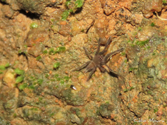 Dolichothele exilis