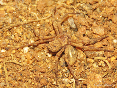 Sicarius tropicus