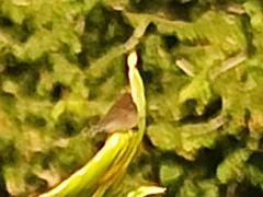 Atlides halesus