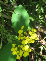 Stigmaphyllon bonariense