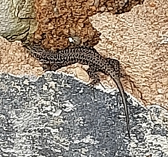 Podarcis guadarramae