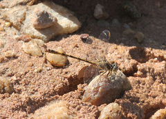 Progomphus intricatus