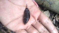 Nandus nebulosus