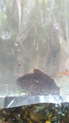 Nandus nebulosus