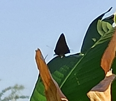 Atlides halesus