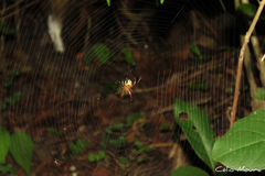 Araneus guttatus