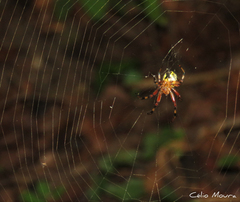 Araneus guttatus