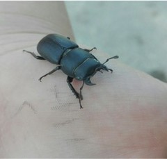 Dorcus parallelipipedus