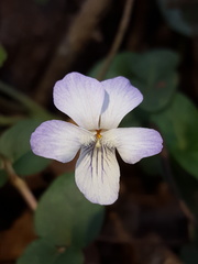 Viola walteri