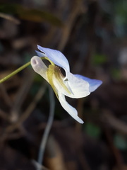 Viola walteri