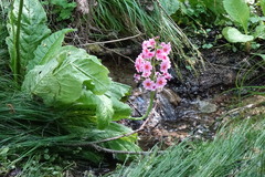 Primula japonica
