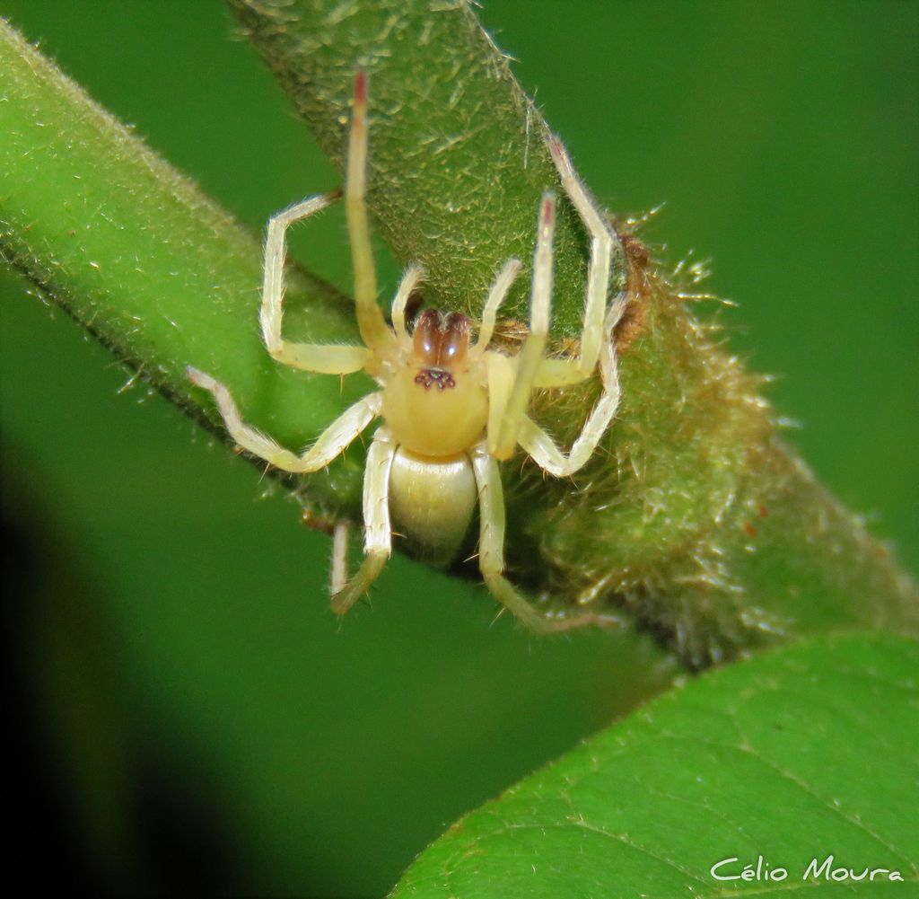 Xiruana