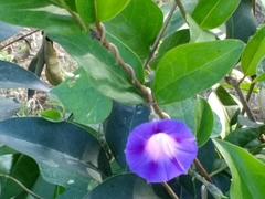 Ipomoea purpurea