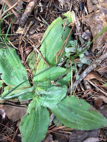 Arnica acaulis, photograph 4