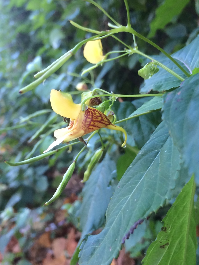 Yellow Kashmir Balsam