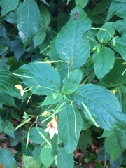 Impatiens edgeworthii