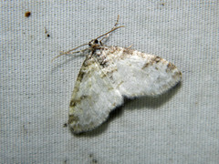 Lobophora nivigerata