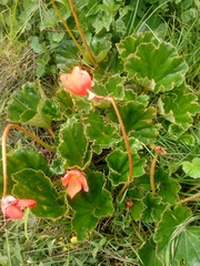 Begonia veitchii