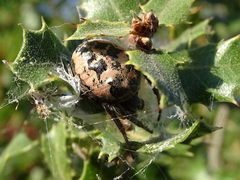 Larinioides suspicax