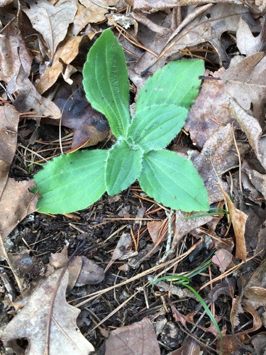Arnica acaulis, photograph 3