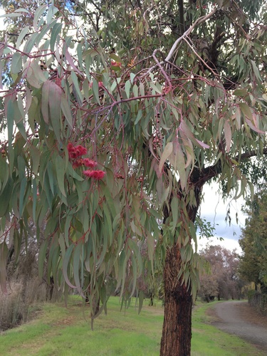Eucalyptus sideroxylon