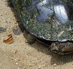 Hydromedusa tectifera