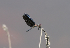 Zenithoptera lanei