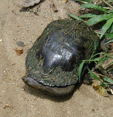 Hydromedusa tectifera