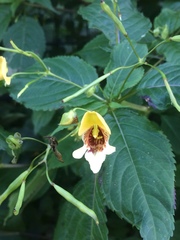 Impatiens edgeworthii
