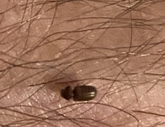 Stegobium