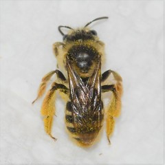 Andrena gardineri
