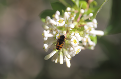 Syrphus octomaculatus