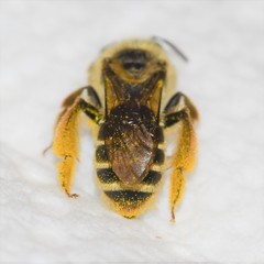Andrena gardineri