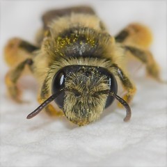 Andrena gardineri